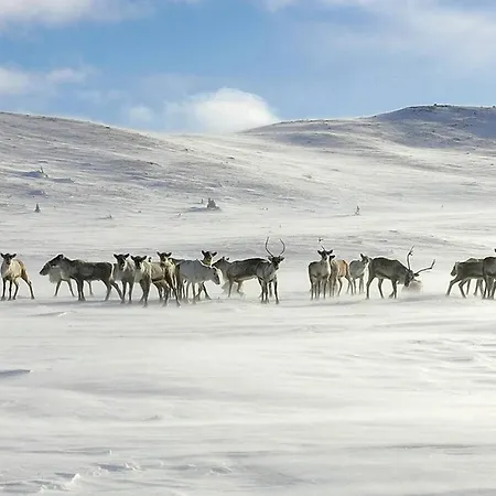 Skogsbu - Stylish, Close To Centers And Hiking Trails